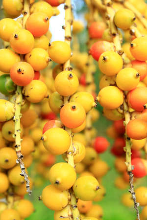 Seed tree yellow