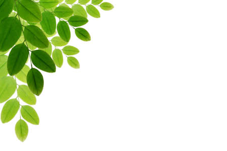 green leavesの写真素材