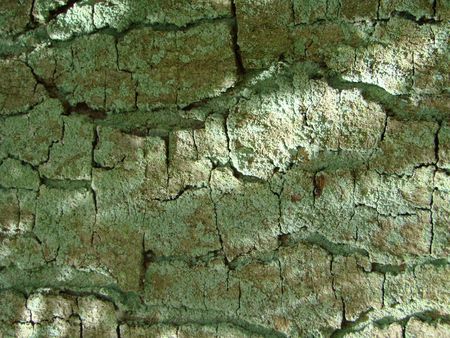 Tree bark in sun beams. Photographyの写真素材