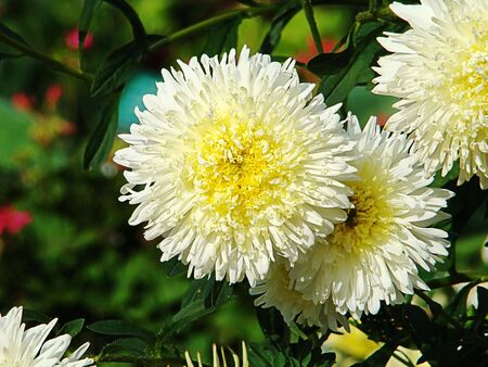 White chrysanthemums on a green background                               
