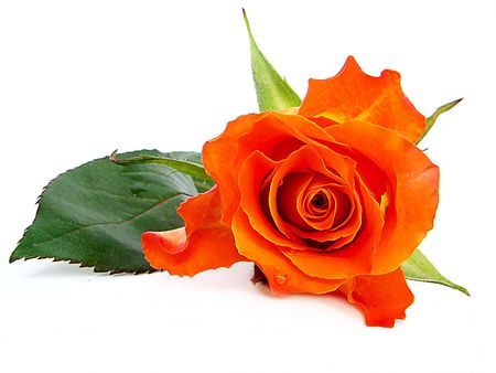  orange roses. Photo                                   の写真素材