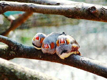 A line of zebra finches on top of a tree stump                               の写真素材
