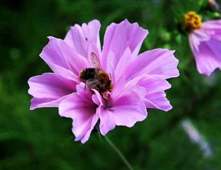 Bumblebee on a pink flower on a green backgroundの写真素材