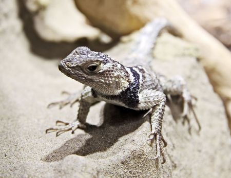 Lizard in an expectation poseの写真素材