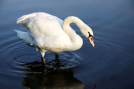 White swan on dark blue waterの写真素材