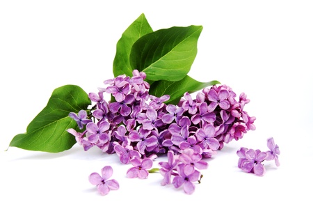 Lilac branch on a white backgroundの写真素材