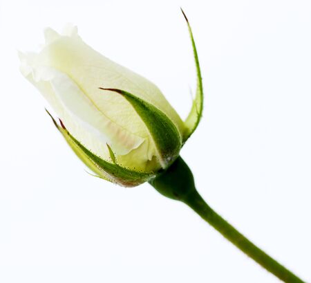 Bud of a white rose on a white backgroundの写真素材