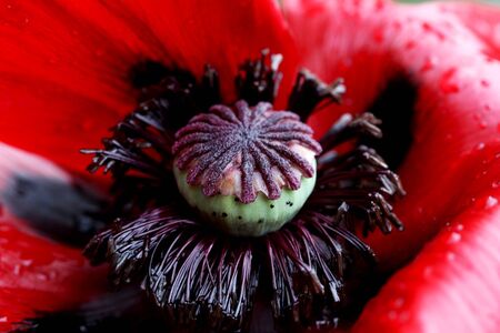The middle of a red poppy close upの写真素材
