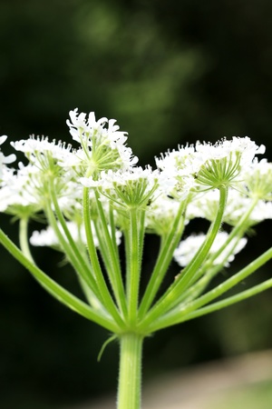 Blossoming field flower