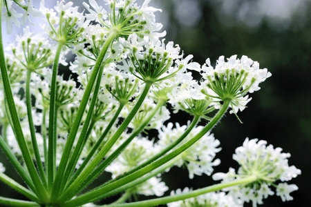 Blossoming field flowerの写真素材