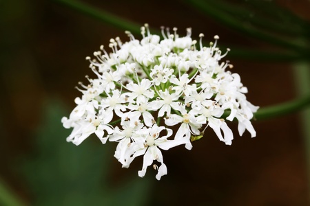 Blossoming field flower