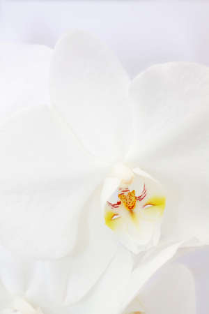 orchid flower on white background の写真素材