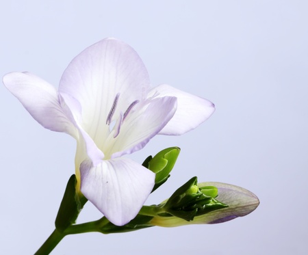 Lilac flower on a blue backgroundの写真素材