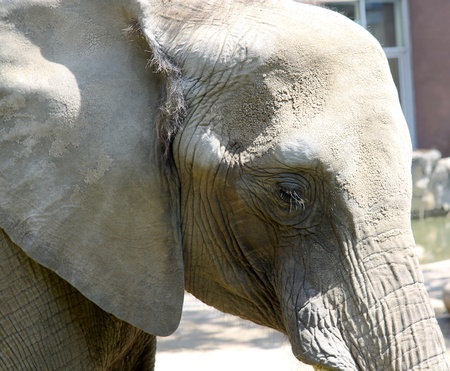 Photo of an elephant walking in a zooの写真素材