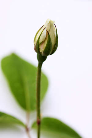 Bud of a white rose on a white backgroundの写真素材