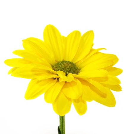 The yellow flower on a white background, is isolated. の写真素材