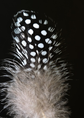 White feather on black backgroundの写真素材