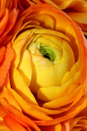 Beautiful yellow flower, nature summer