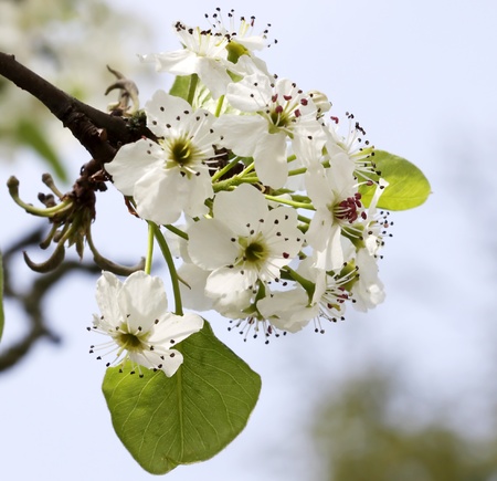with blossoming white small flowers on a background of blue sky and green leaves の写真素材