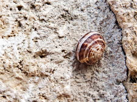 snail on a stone wall