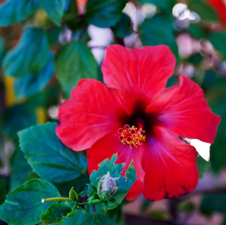 Beautiful tropical red hibiscus の写真素材
