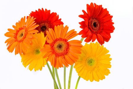 Gerber Daisy isolated on white background の写真素材
