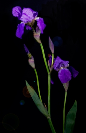 Violet flower iris on the black background 