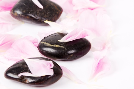 Spa stones with rose petals on white background  の写真素材