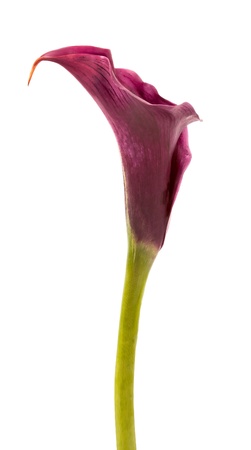 Beautiful pink calla lilies on white background の写真素材