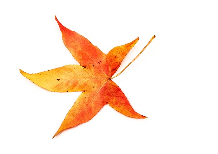 Autumn leaf of maple isolated on white.の写真素材