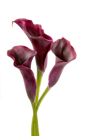 Beautiful pink calla lilies on white background の写真素材