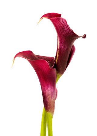 Beautiful pink calla lilies on white background の写真素材