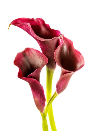 Beautiful pink calla lilies on white background の写真素材