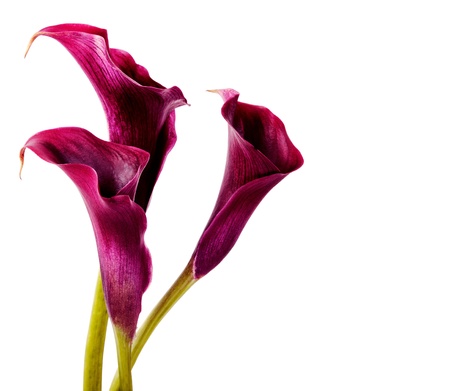 Beautiful pink calla lilies on white background の写真素材