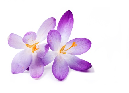 Crocus isolated on white background の写真素材