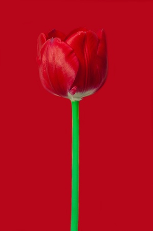 red tulips on red backgroundの写真素材