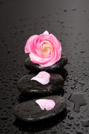 Spa stones with rose petals on white background  の写真素材