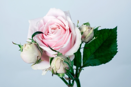 Pink roses bouquet isolated on white backgroundの写真素材