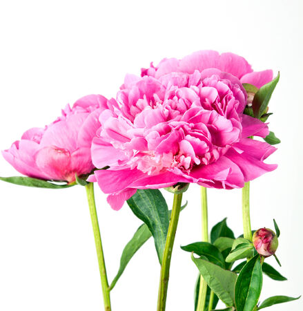 pink peony on a white background の写真素材