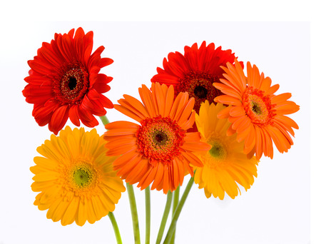Gerber Daisy isolated on white background の写真素材