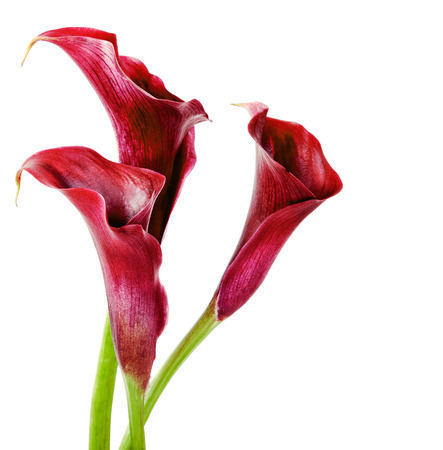 Beautiful pink calla lilies on white background の写真素材