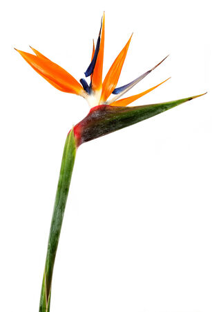 Bird of Paradise Flowers Isolated on a White Background の写真素材