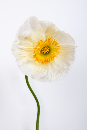 poppy flower isolated on white backgroundの写真素材