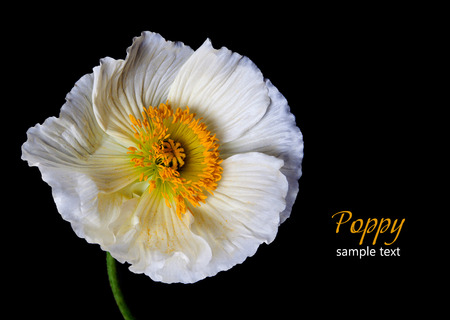 Poppy Flowers Isolated on black Background の写真素材