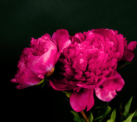 Rare type peony on black background.の写真素材