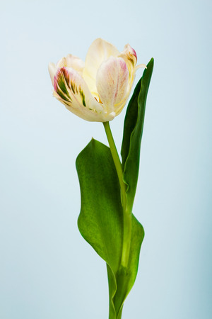 Single Detailed yellow tulipの写真素材