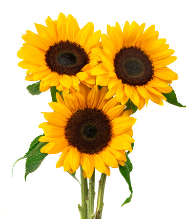Sunflower isolated on white backgroundの写真素材