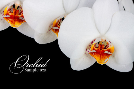 orchid on the black backgroundの写真素材