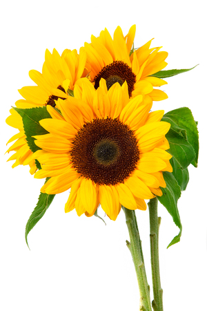 Sunflower isolated on white backgroundの写真素材