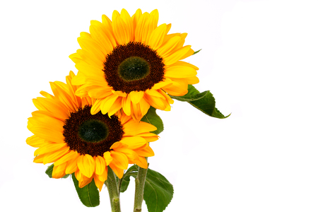 Sunflower isolated on white backgroundの写真素材